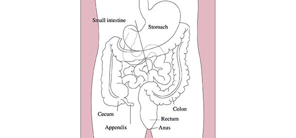 Location of the appendix in the digestive system